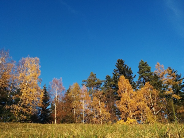 trails-beyond-your-backyard-trees